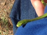 Green snake visiting at Leard family camping trip 