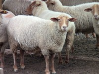 Tunis Ewe Flock at Leard Farm 