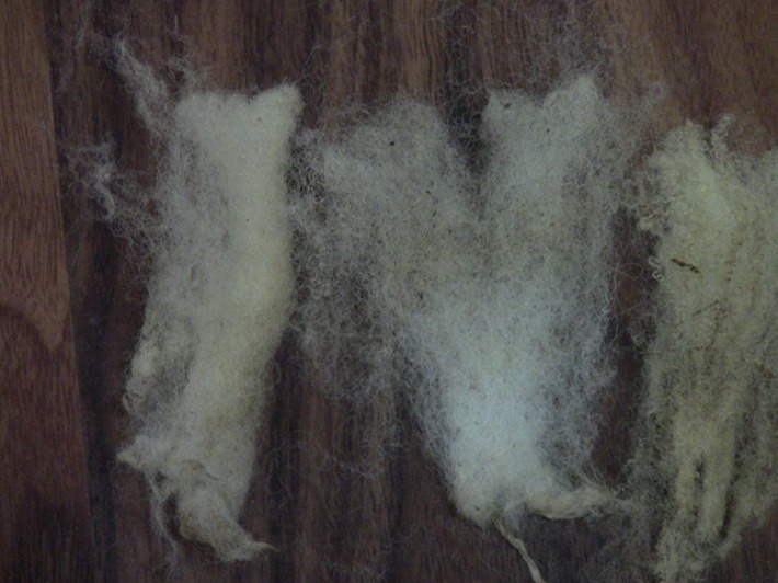Wool Fibers6