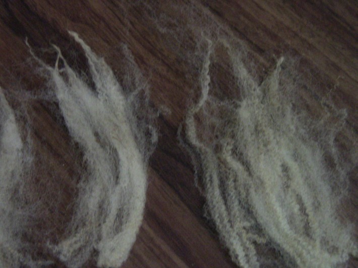 Wool Fibers8