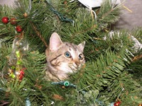 George the kitten in Leard family Christmas tree 