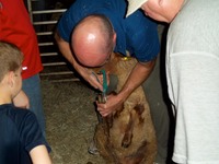 Tim Leard trimming feet on a Tunis ewe