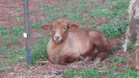 Tunis lamb sleeping next to fence 