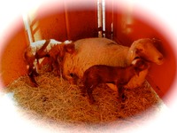 Tunis ewe with twins in stall 